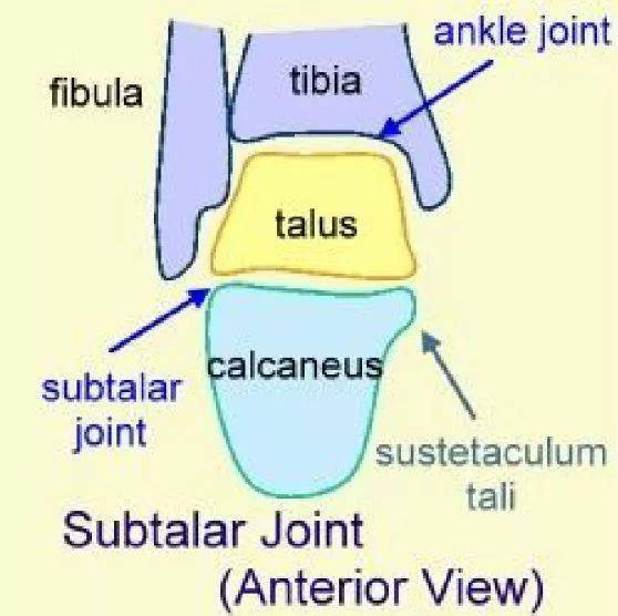 干货必备踝足解剖