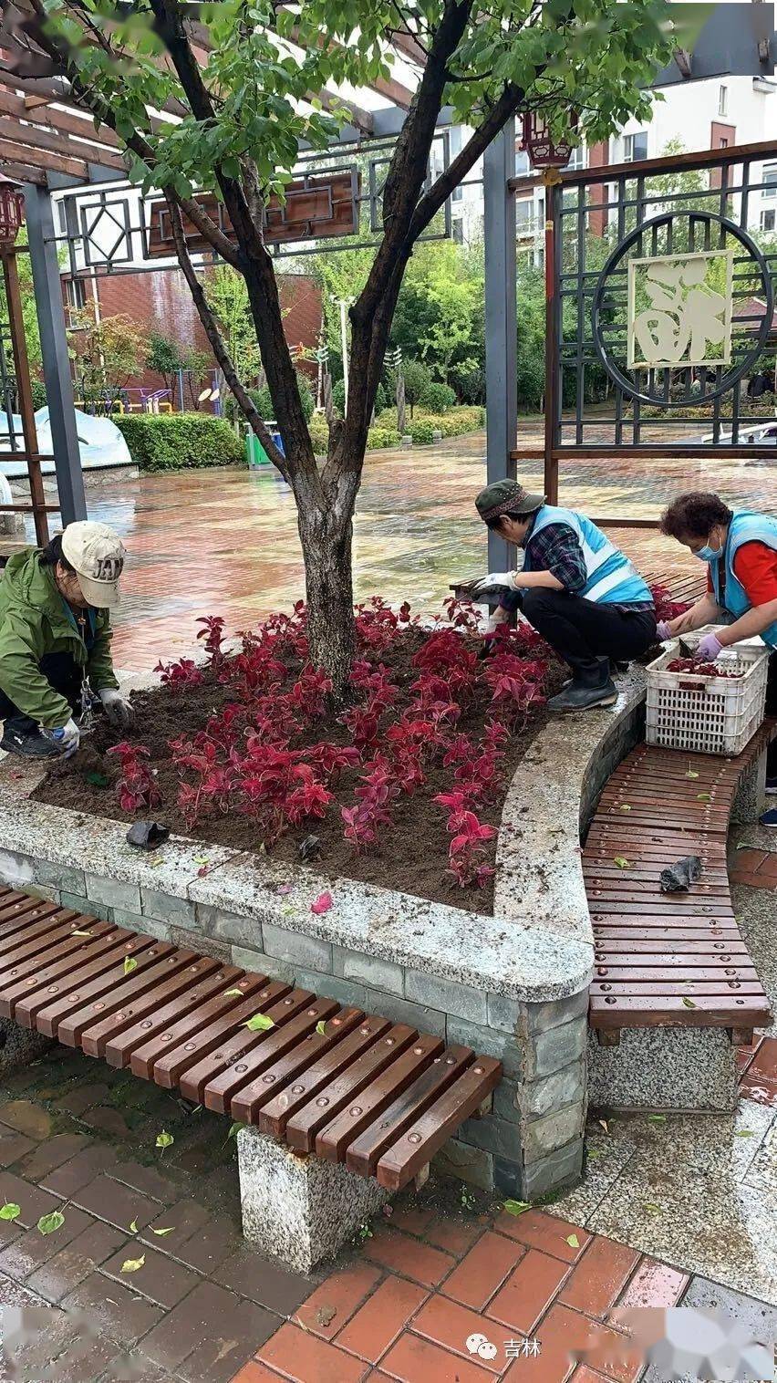 物业公司对小区内花池补栽花卉