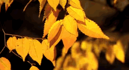 803571fcf4ce4fcfb4dfc3f2e8b711f0.png