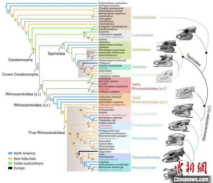 合作|最新化石研究：貘和犀分异时间不晚于5000万年前