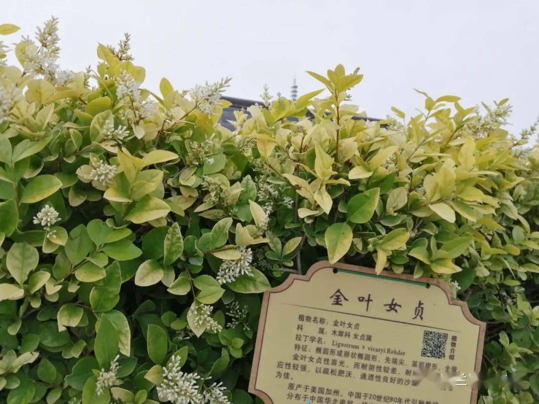 草木记/女贞的前世今生(上)