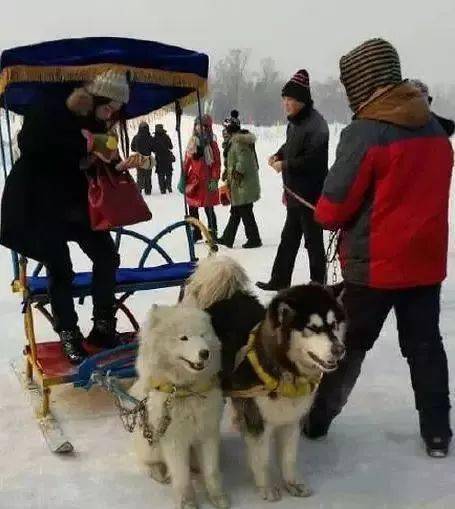 一条萨摩耶和阿拉斯加雪橇犬,尽管它们都是雪橇犬,不过显然也是没有