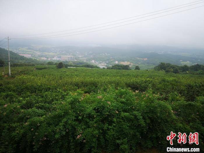 股东|乡村振兴的“岳麓实践”：村民变股东 产业脱贫奔小康