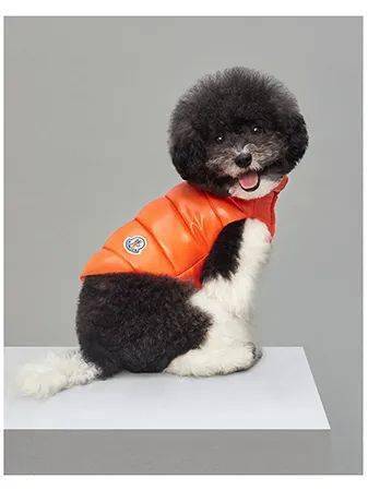 宠物|萌宠时尚｜毛孩子们时髦起来一点也不输主人！