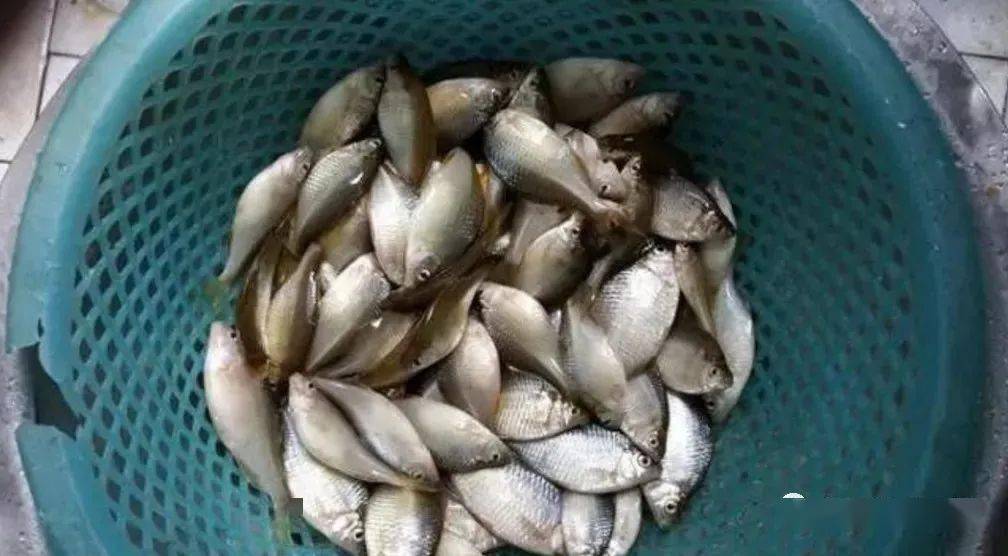 鳑鲏鱼多少钱一斤江苏 2478117d18394c8a8c5f2be47f9fec81.jpeg