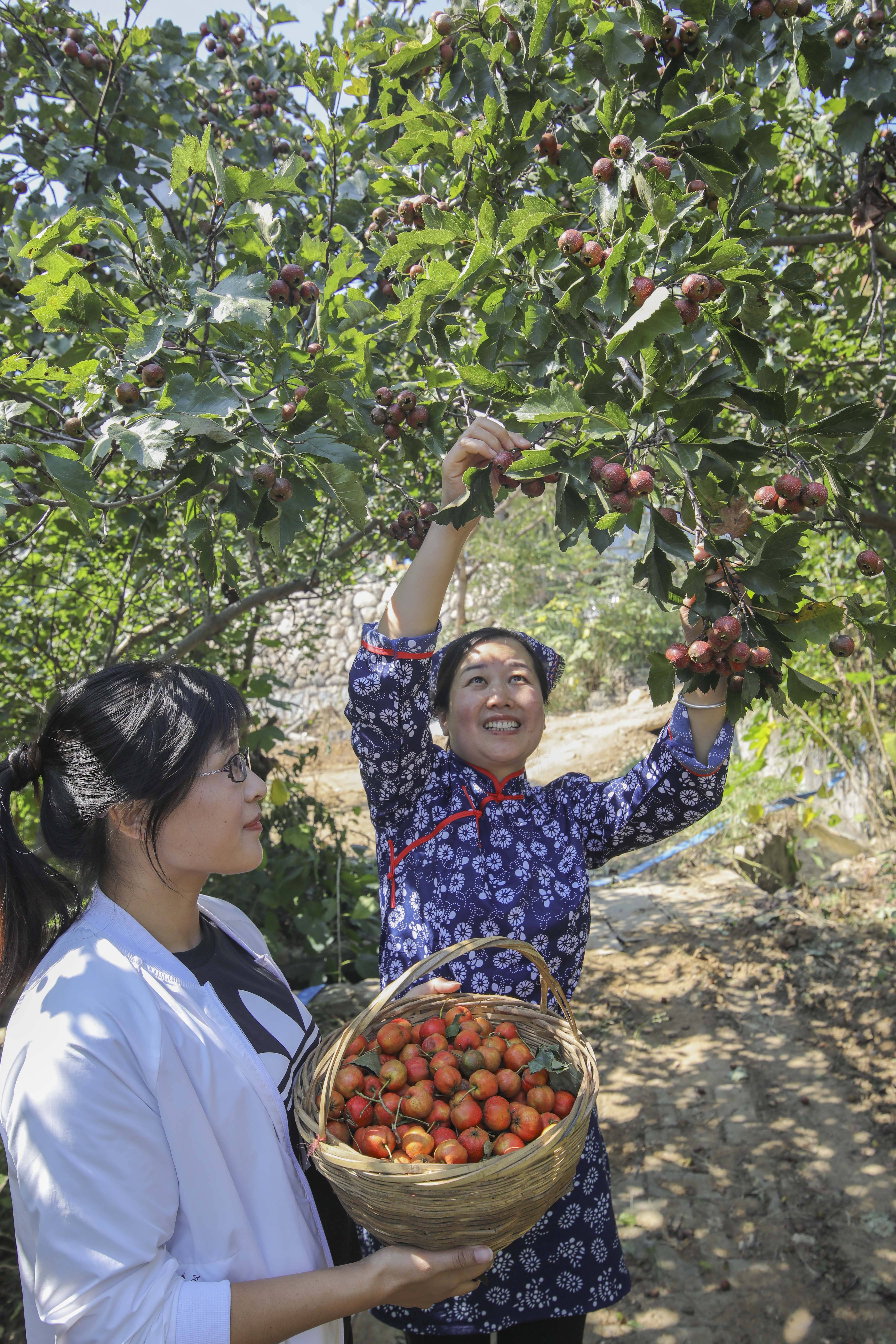 活动|山东临沂：沂蒙山上庆丰收