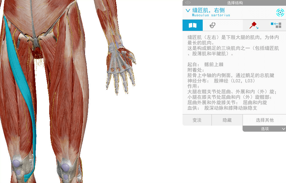 鹅趾滑囊;鹅趾囊位于缝匠,股薄肌及半腱肌三个肌腱与胫侧副韧带之间