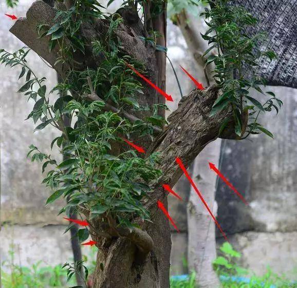 游客|沉香到底属不属于木头？