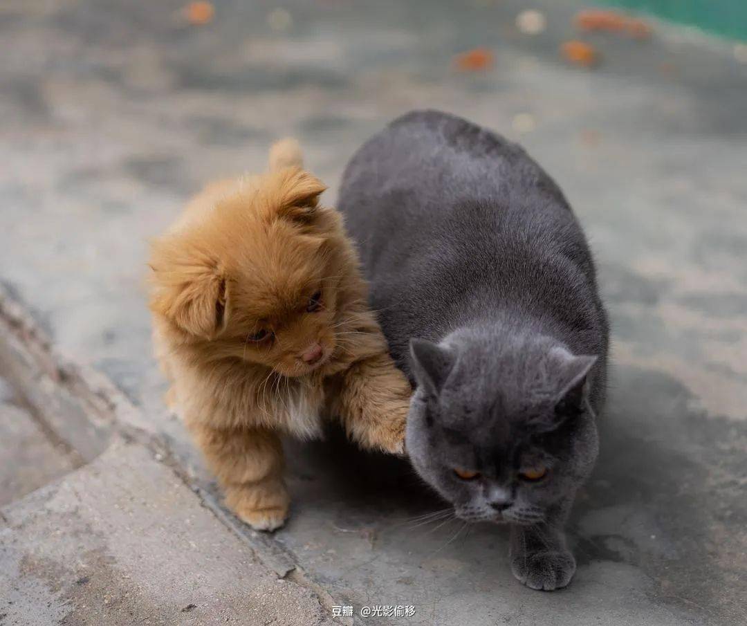 动物间的社交活动一点也不单调_猫猫