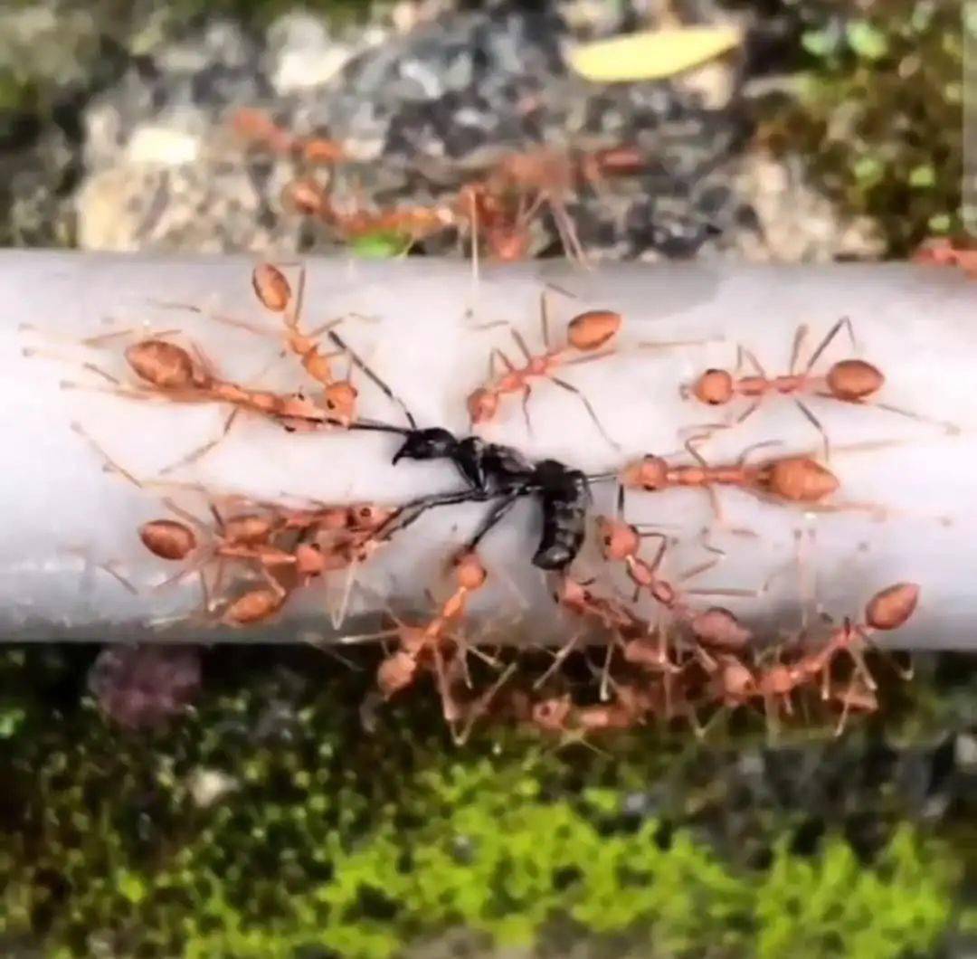 这种蚂蚁有点凶被咬后果很严重