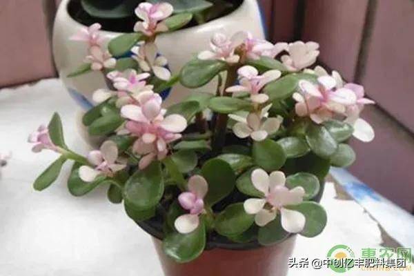 怎么养金枝玉叶能开花 e30b287d9ffc4192bcce7795bccca395.jpeg