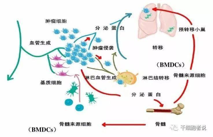 由肿瘤细胞,常驻和招募的宿主细胞(与癌症相关的基质细胞和免疫细胞)