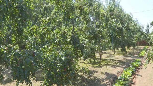 大枣树"小盆栽",茌平六旬老汉的大枣情怀