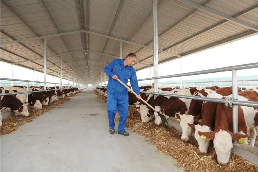 岔河则乡万头肉牛养殖基地建成投产暨屠宰加工项目