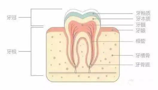 因为牙齿分为三层:牙釉质,牙本质和牙髓.