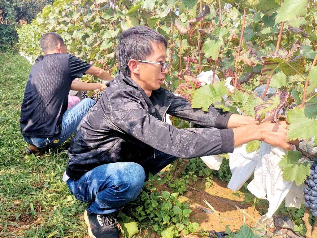 宣威羊场镇:产业兴农民富 乡村"花样"谋振兴