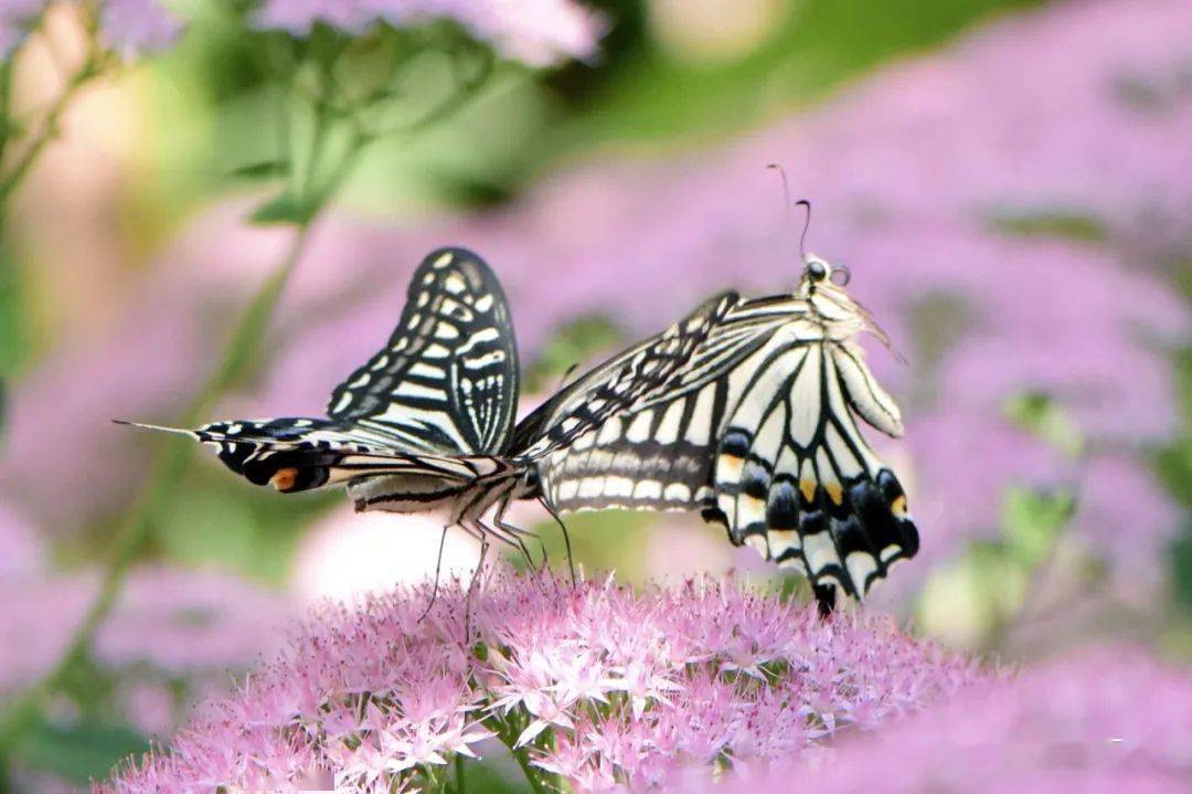 蝴蝶的寓意象征着什么爱情 afa737c4a87342199a14cfda102dbfbc.jpeg