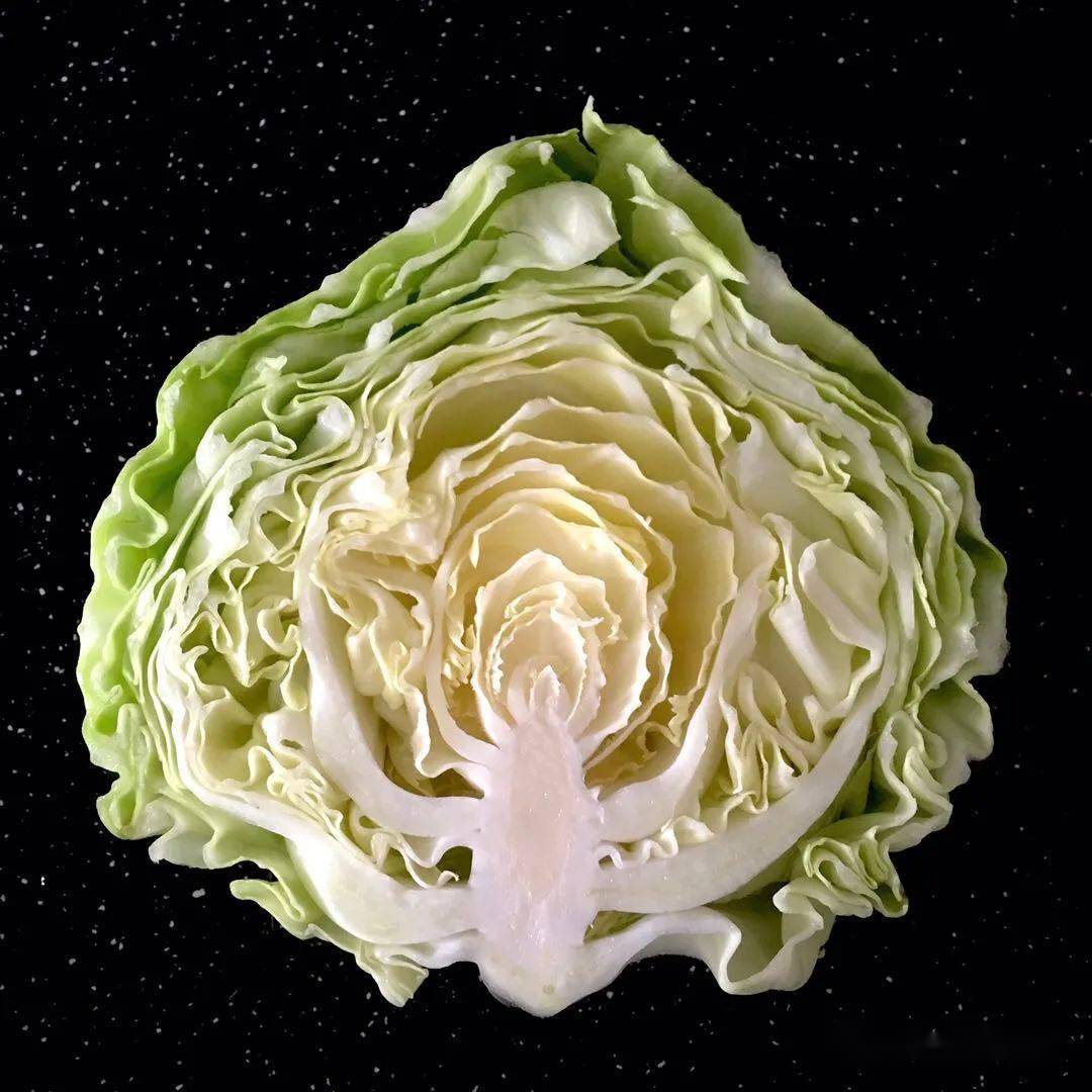 长泰|长得好看又好吃的包菜