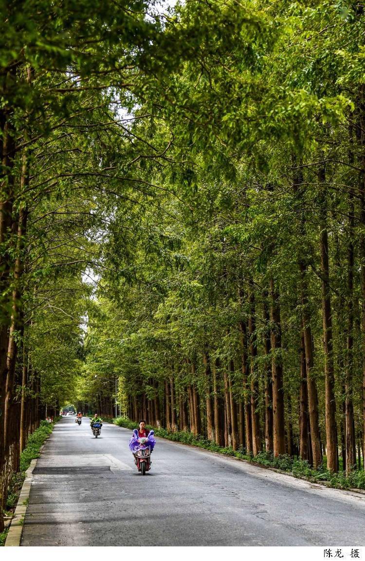 "上海最美公路"让你一路美,一路醉,去临港塘下公路自驾或骑行,感受