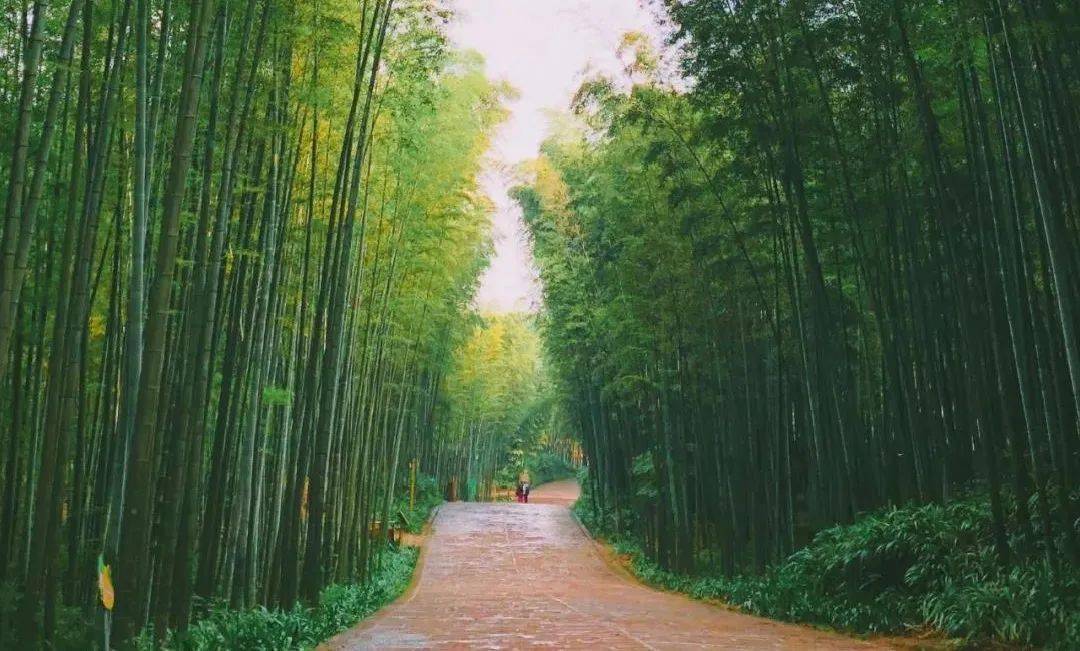 蜀南竹海-翡翠长廊 蜀南竹海-七彩飞瀑