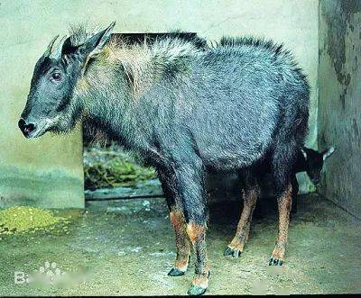 什么叫三有动物 9ce3b30a5e3f4bdbb5d925a04fb02bc9.jpeg