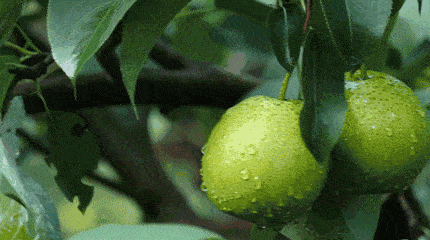 免疫力|要多给孩子吃！2块钱的水果却是免疫力之王