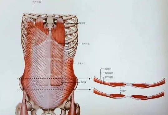 在脐下,弓状线形成位置,腹直肌经腹横肌后方的腹横筋膜下行(至此成为