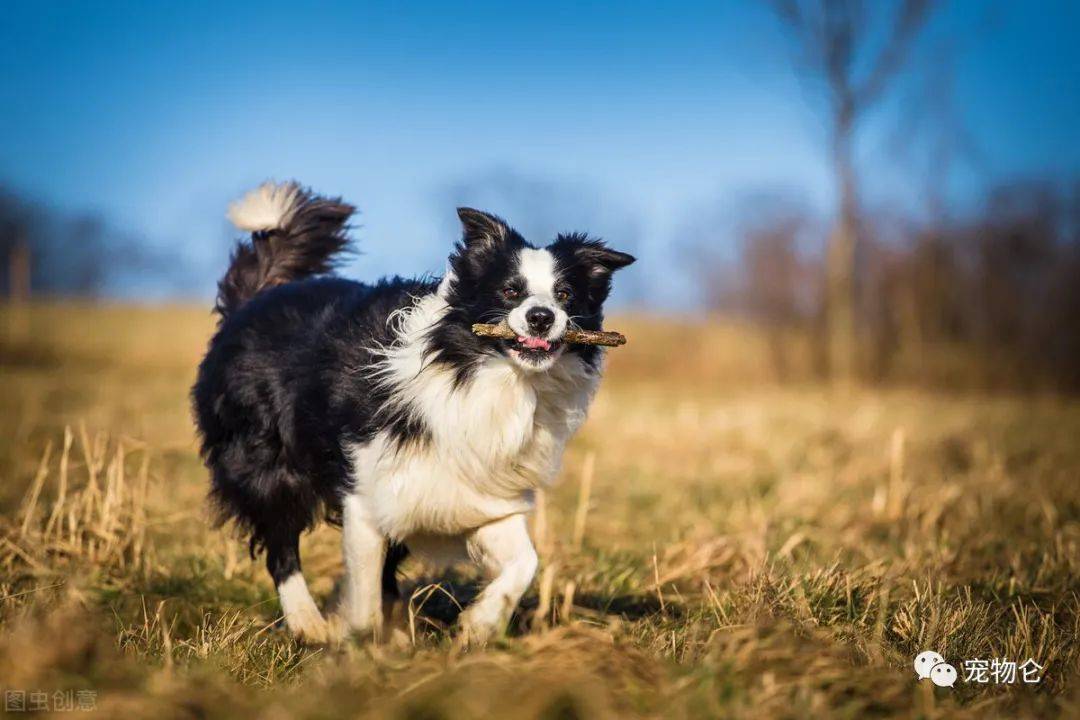 宠物知多少——"边境牧羊犬"智商那么高,却很少人饲养?