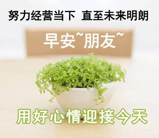 唯美早上好问候祝福动态图片表情带字 周末早安问候动画表情鲜花图片