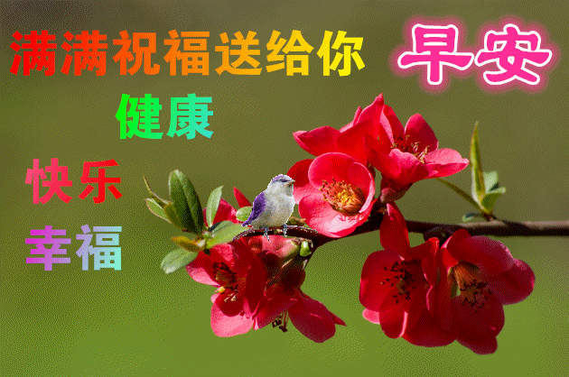 7张超级漂亮的早上好问候图片鲜花带字 看着舒心的清晨好问候图片带字