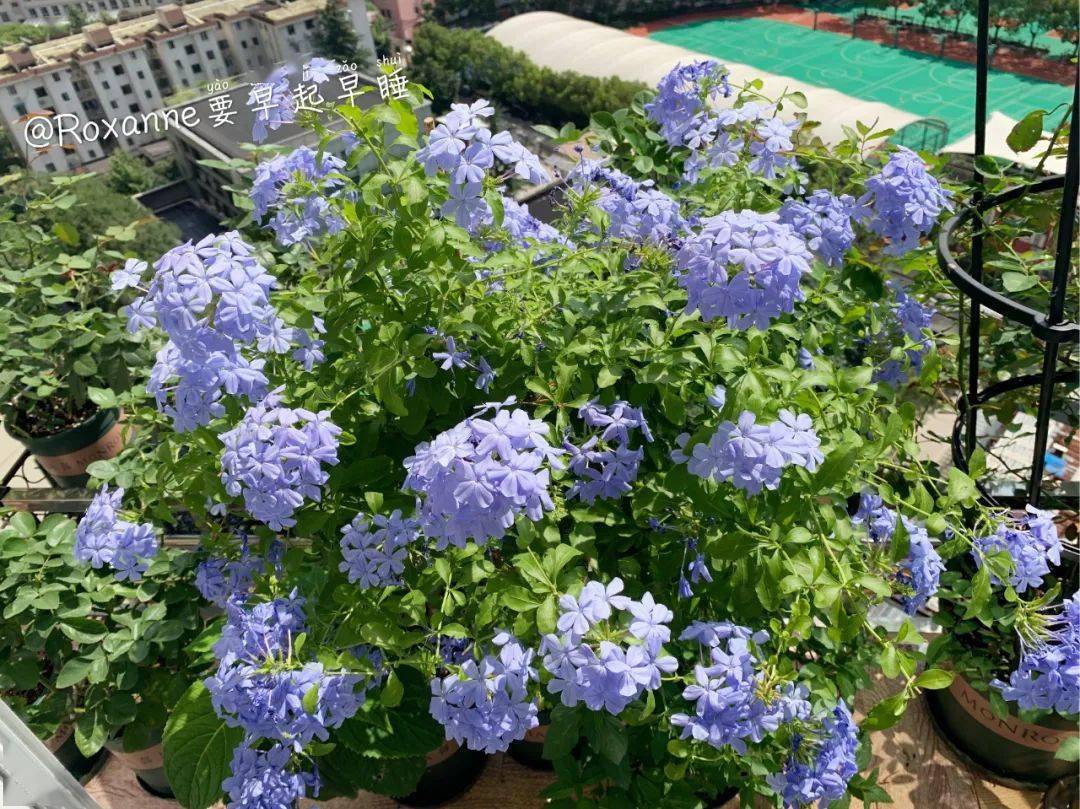 超mini空中花园养成记_蓝雨