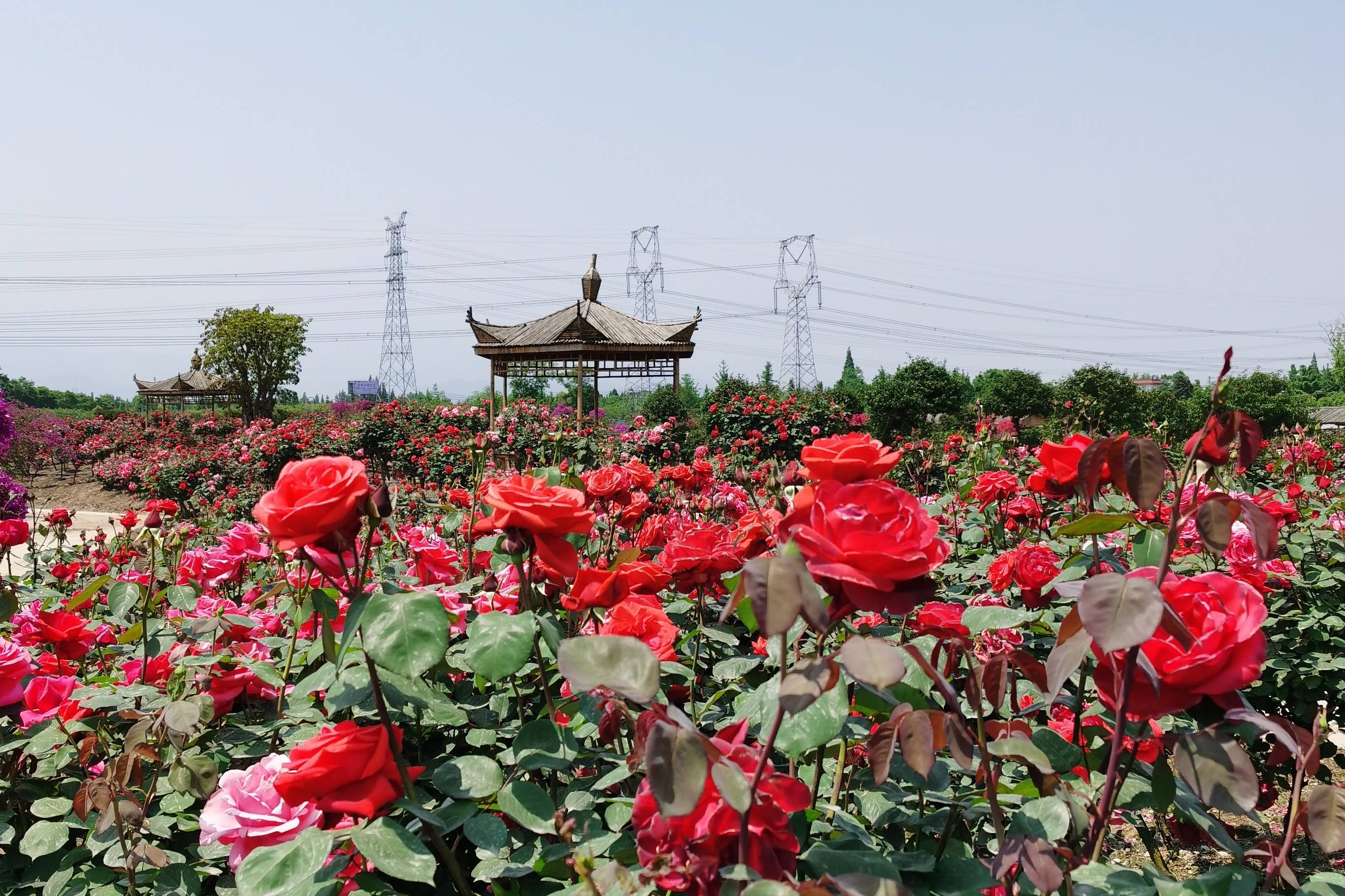 国庆长假到崇州龙腾居月季花园看百万花海