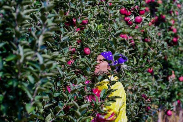 苹果|收获苹果