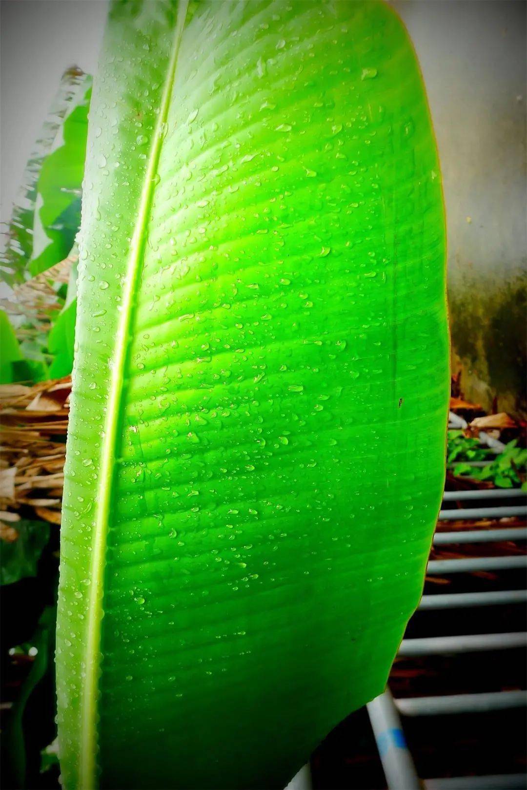 雨打芭蕉闲听雨