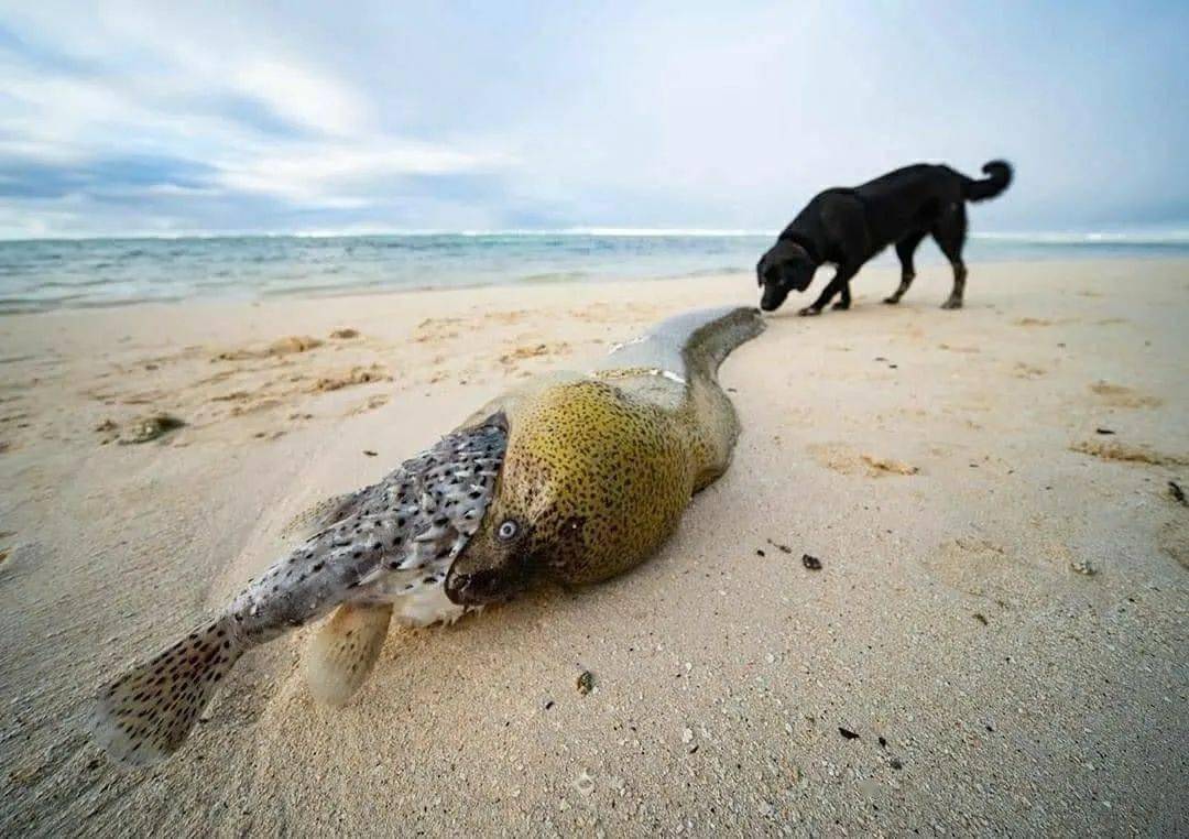 现实版"贪食蛇"!海鳗因吞食刺豚被堵住嘴巴,最终双双殒命