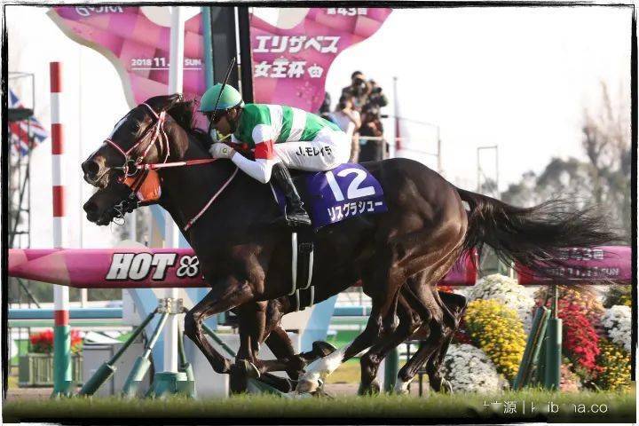 特别专题一探日本赛马与纯血马业赛马篇
