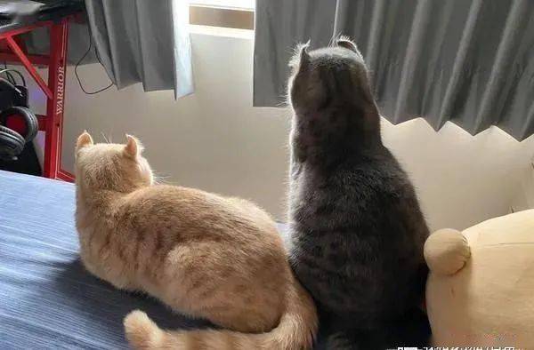 打雷猫咪躲起来了 aee7c173397c40c582650208a60cb00e.jpeg