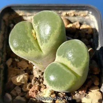 物种日历 | 风铃玉的全面介绍