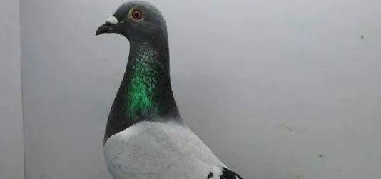 51cf45550056488288cc40868c8148bc.jpeg