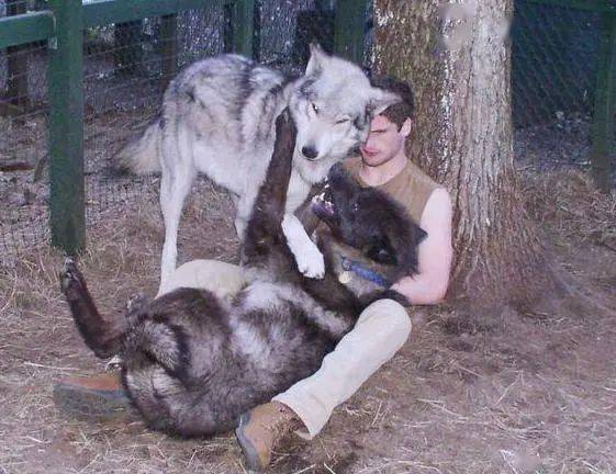 世界上最大的犬科动物——北美灰狼