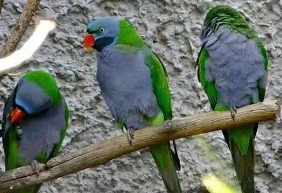 怎么教鹦鹉学人话 942ea9aed9bd4ce7ad02756c77fa88d5.jpeg