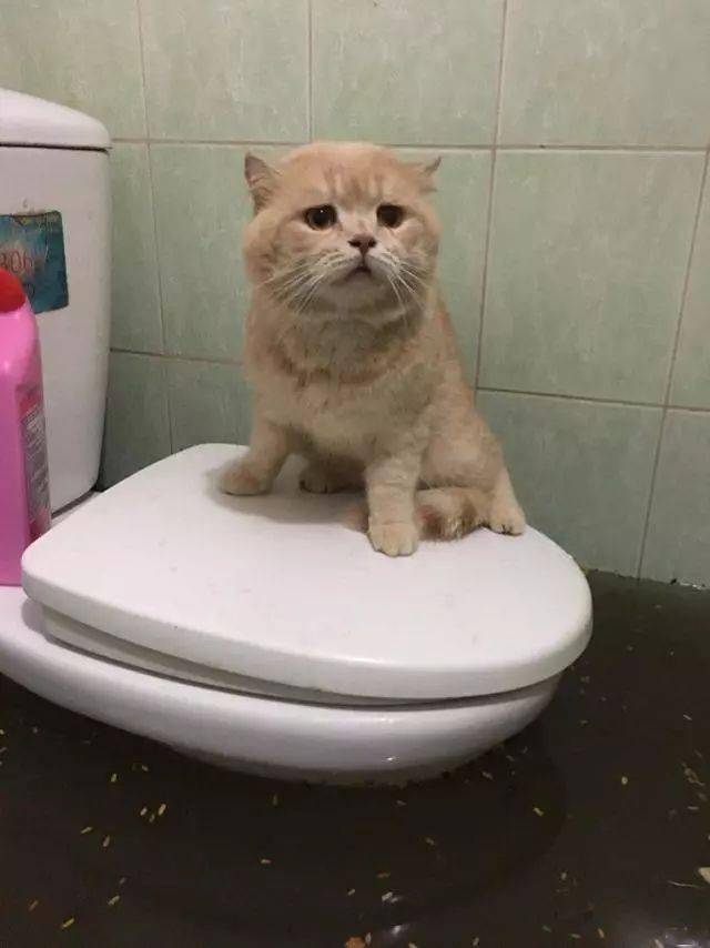 当家里被淹了后,猫咪站在马桶上,一脸无辜的看着主人