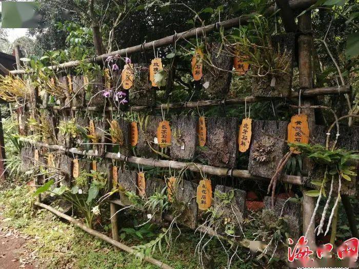 火山石斛园园区.李佳佳 摄