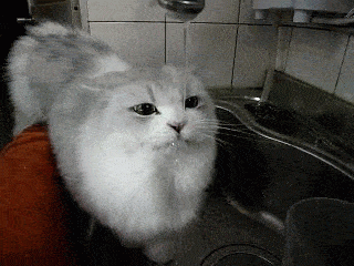 09bdfad23b0a4dbd9c0247fbd0bc20a3.gif