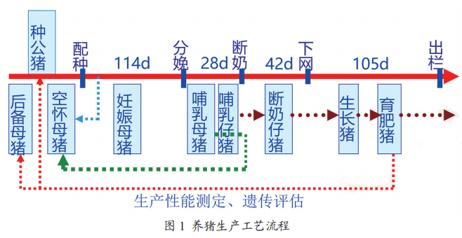 生产管理】母猪批次化生产猪场的各类猪群存栏数及占栏数的计算_周期