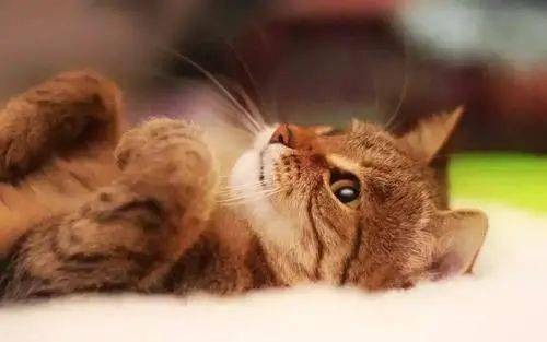 怎么看小猫饿不饿 d09e3143df02440fb9af905af1f03864.jpeg