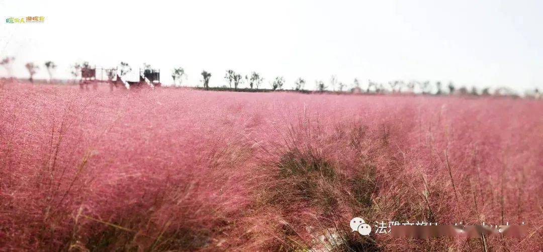 红尘紫陌嫣然醉,美拍花颜入画廊.