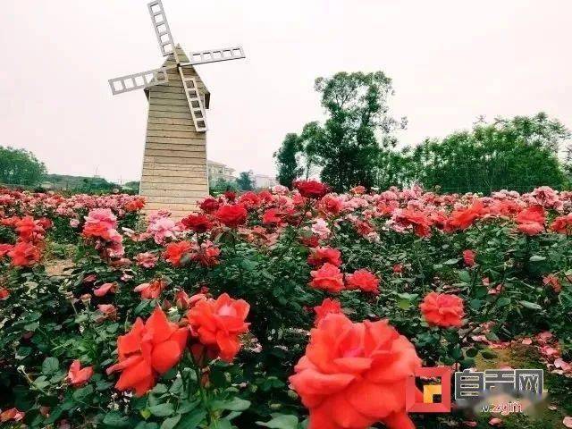 荣县大佛,仙市古镇,花香田园景区,中国玫瑰海,夜游釜溪,燊海森林海汤