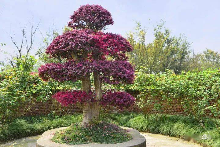 8,红花檵木 形态特征:常绿灌木或小乔木,花期4～5月,花期长,约30～40