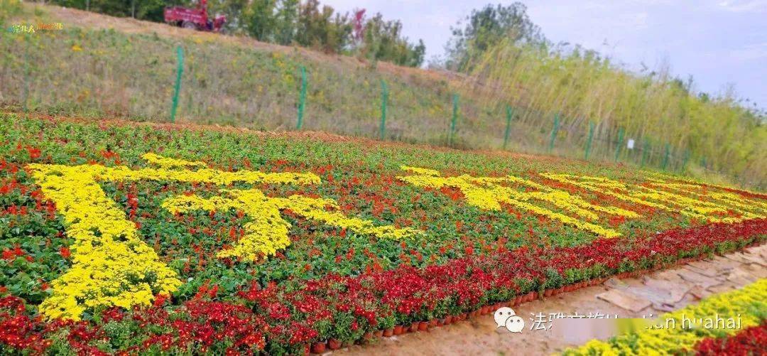 焦岗湖花田花海,百花齐放!